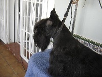 Étalon Scottish Terrier - Cisca del clan de la linda