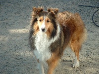 Étalon Shetland Sheepdog - Cheyenne du domaine du Jaunay