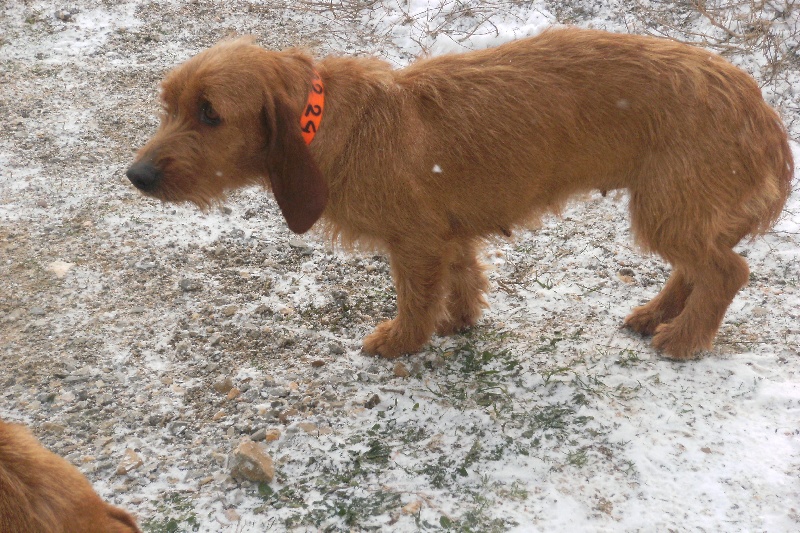 Publication : de la cabane des Gissieres 