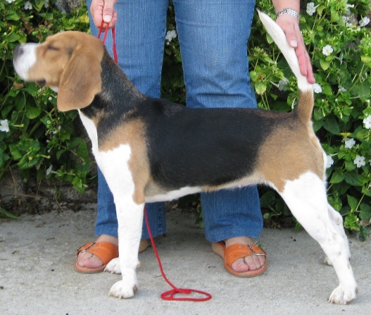 Publication : de Entresierras Auteur : Aurora Blanco