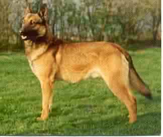 Bronco perle de tourbiére