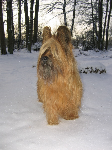 Moondy blonde de la tour saint genin des terres grasses