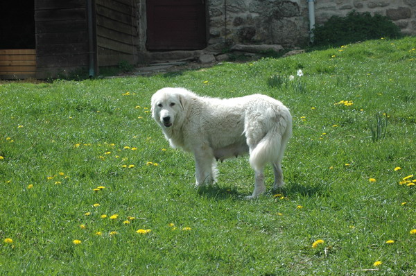 Maya dell'antico tratturo