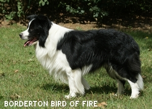 borderton Fire bird