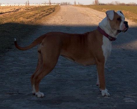 Publication : Des loups de l'aube 