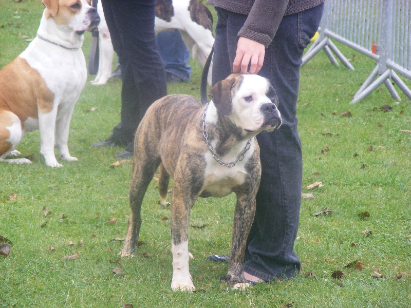 Publication : Britishbulls 