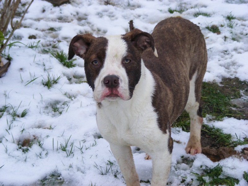 Publication : Britishbulls Auteur : Elodie BIHAN