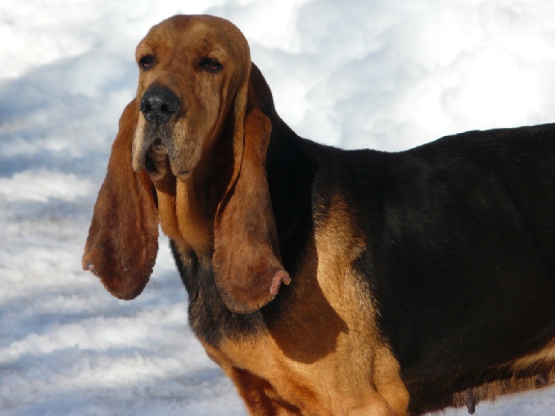 Publication : de l'echo de Loubet 