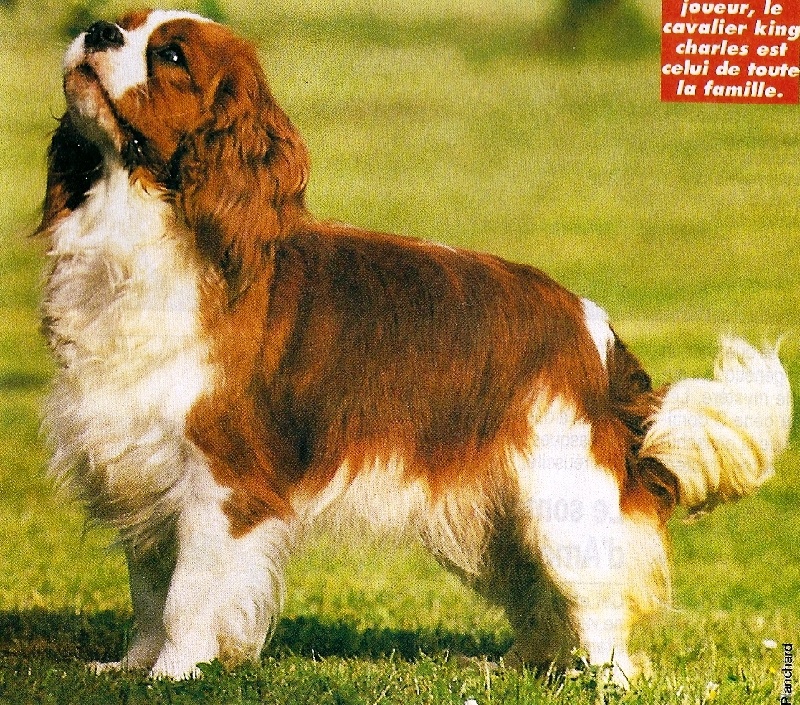 CH. Gwyneth Des marliviers