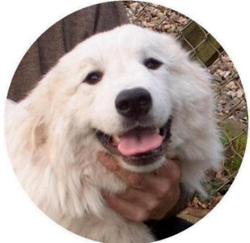 DANSE D'AMOUR DEWI La Joie Blanche