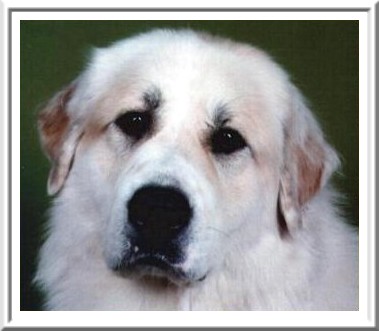 Publication : La Joie Blanche Auteur : LA JOIE BLANCHE