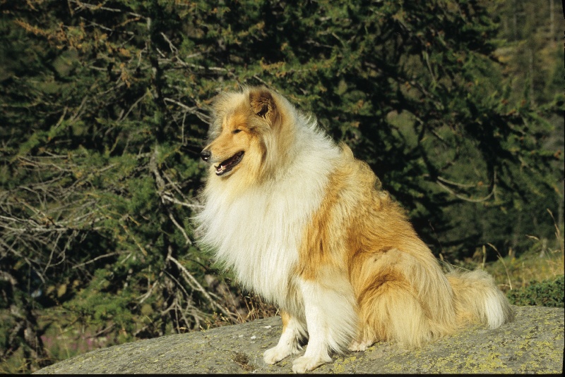 Uysse of flowery land