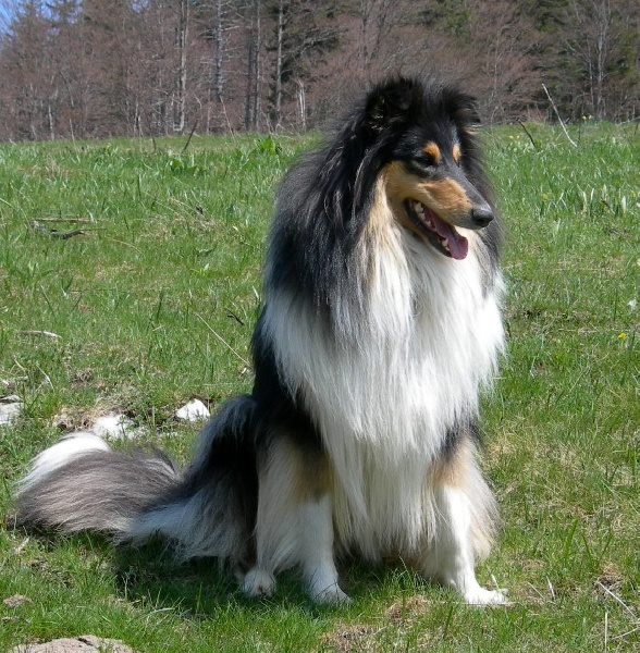 Alisee du Domaine de Jean-Vincéanne