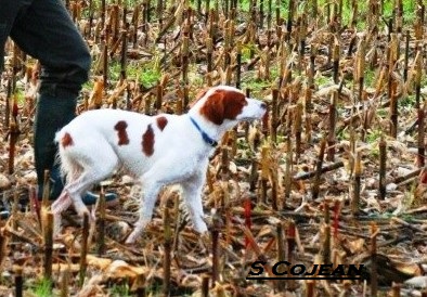 Breizh (Sans Affixe)