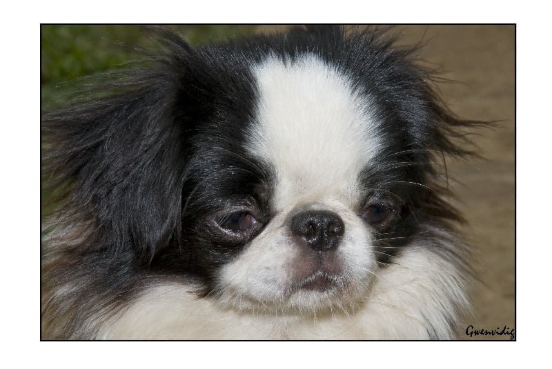 Publication : di l'Isula Bella Auteur : GWENVIDIG