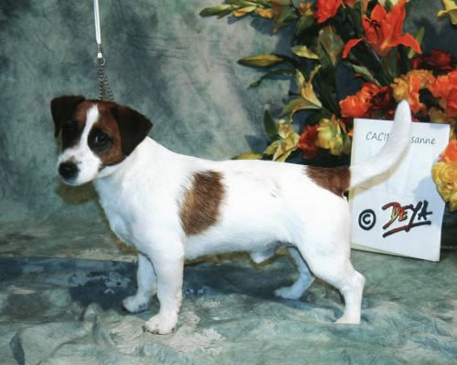 CH. Endo allez rags puma