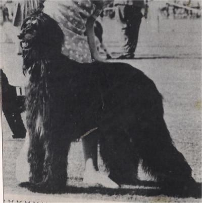 CH. akaba's Know it all