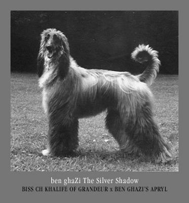 ben ghazi's The silver shadow