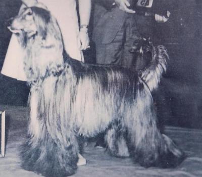 CH. akaba's Royal flush