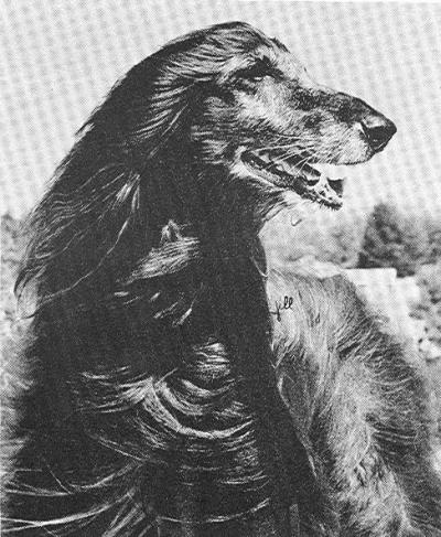 CH. Javelin of camri