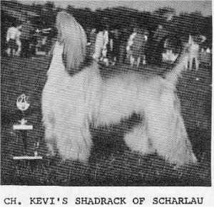 CH. keni's Shadrack of scharlau
