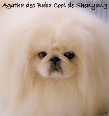 Publication : Smoothies Auteur : Mr Clermont Jérôme