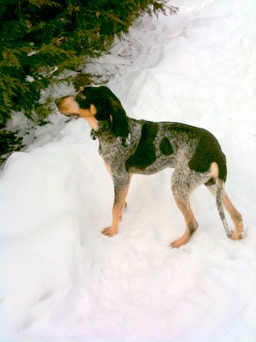 Publication : des Bauges du Senepy 