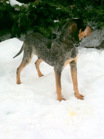 Publication : des Bauges du Senepy