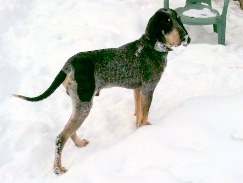 Publication : des Bauges du Senepy 