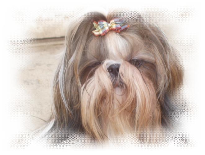 Adibou Khy-Maho du soleil levant