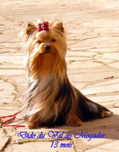 Publication : D'ivena des lys Auteur : Josiane Julien