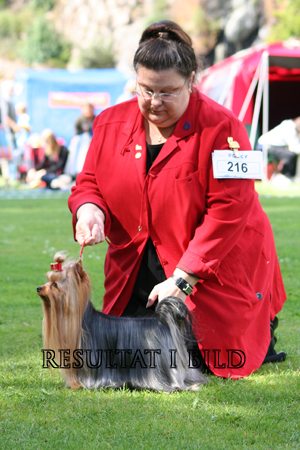 CH. Elillott's He's a magic favorite