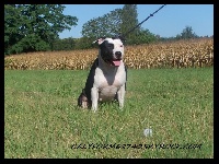 Étalon American Staffordshire Terrier - Caprice Della Forza Azzura