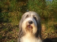 Étalon Bearded Collie - Colman de L'Ouvernhat