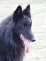 Étalon Berger Belge - CH. Ayrok Balpoa