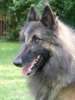 Étalon Berger Belge - Derius du domaine de la Sûre