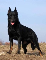 Étalon Berger de Beauce - CH. (Sans Affixe) Bora von Danubia