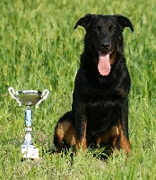 Étalon Berger de Beauce - CH. Hch, ich cazan els pastorals de la sandra Garde De La Vie