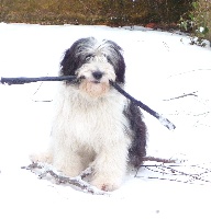 Étalon Berger Polonais de plaine - Emmy de la Cour aux Gadelles