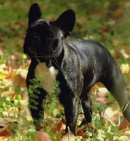 Étalon Bouledogue français - Dorita de la Rosa del Desierto