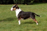 Étalon Bull Terrier Miniature - CH. seaquest Miss dynamite