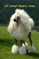 Étalon Caniche - CH. jontari Reality show