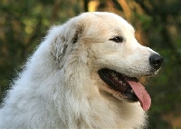 Étalon Chien de Montagne des Pyrenees - CH. TENDRE NOËL du Domaine de Peyrac