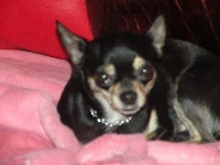 Étalon Chihuahua - Coco jmd (Sans Affixe)