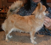 Étalon Chihuahua - CH. sweet indeed Never Ending Story