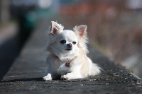 Étalon Chihuahua - CH. Hermine Jacot de Guillarmod
