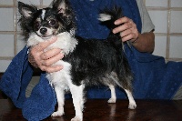 Étalon Chihuahua - Clc sweety angel (Sans Affixe)