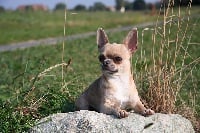 Étalon Chihuahua - CH. Hypolite Jacot de Guillarmod