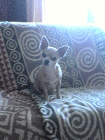 Étalon Chihuahua - Perreria De korrantoh