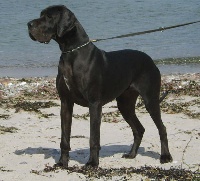 Étalon Dogue allemand - Aya Des Terres De La Rairie